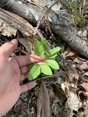 Ligusticum canadense