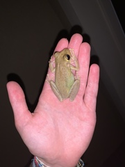 Osteopilus septentrionalis