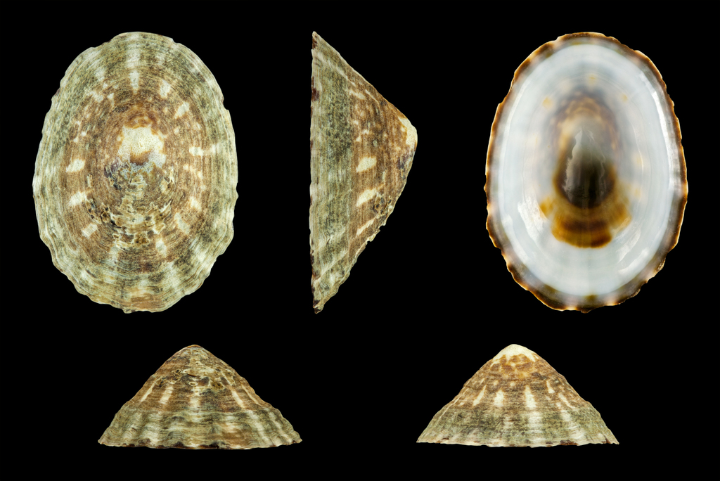 Shield Limpet