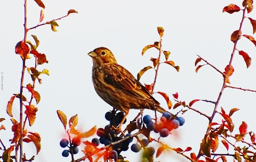 Corn Bunting