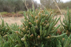 Tecticornia pergranulata