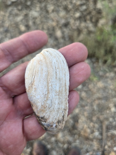Freshwater mussel, 2026-10-07