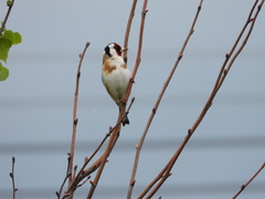 Carduelis carduelis