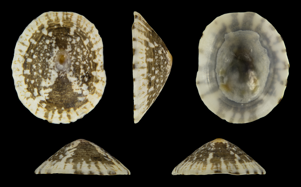 Lottia smithi