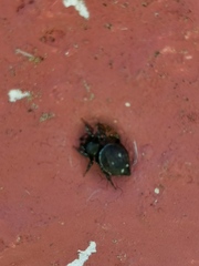 Heliophanus