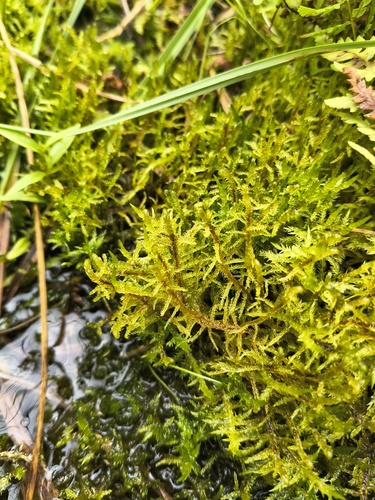 Hamatocaulis vernicosus observed 2026-08-23