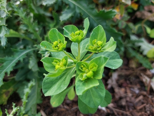 Sun spurge