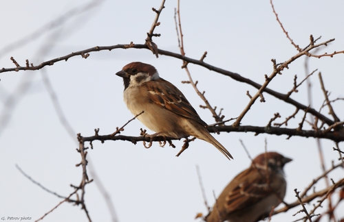 Eurasian Tree Sparrow