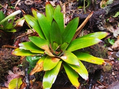 Werauhia