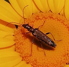 Oedemera barbara