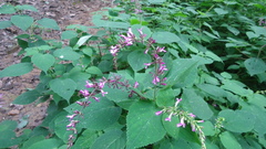 Salvia carnea
