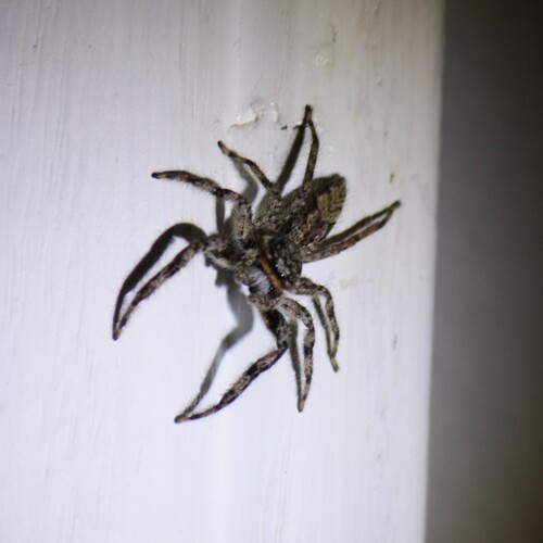 Tan Jumping Spider