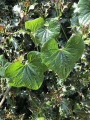 Dioscorea communis