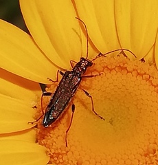 Oedemera barbara