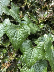 Dioscorea communis