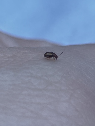 Tobacco Flea Beetle