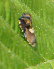 Grapholita fana