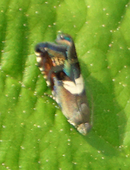 Grapholita fana