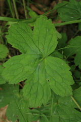 Geranium platyanthum
