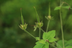 Geranium platyanthum