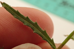 Wahlenbergia krebsii