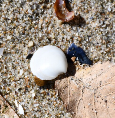 Dosinia lupinus observed 2026-10-04