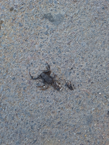 Androctonus mauritanicus