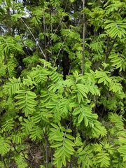 Sorbus aucuparia