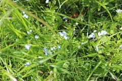 Myosotis scorpioides
