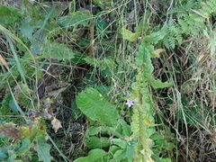 Wahlenbergia krebsii