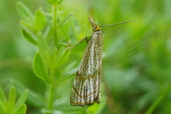Thisanotia chrysonuchella
