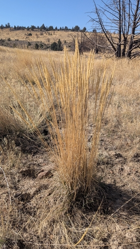 Koeleria macrantha observed 2026-10-03