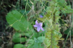 Wahlenbergia krebsii