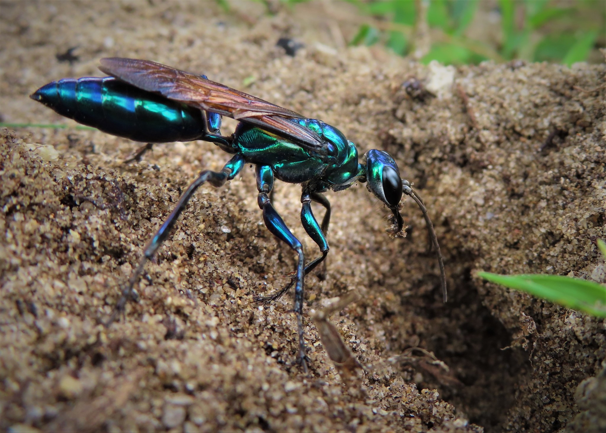 標本 Indonesis Chlorion lobatum 39mm Jewel Wasp In Box Frame (Chlorion lobatum)
