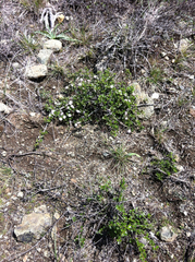 Ceanothus decornutus