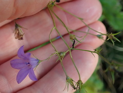 Wahlenbergia krebsii