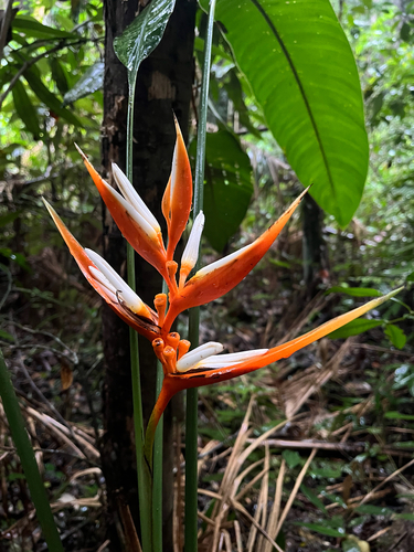Heliconia angusta