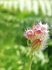 Silene disticha