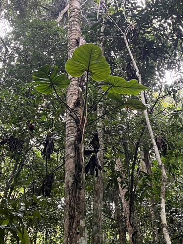 Philodendron ornatum