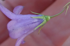 Wahlenbergia krebsii