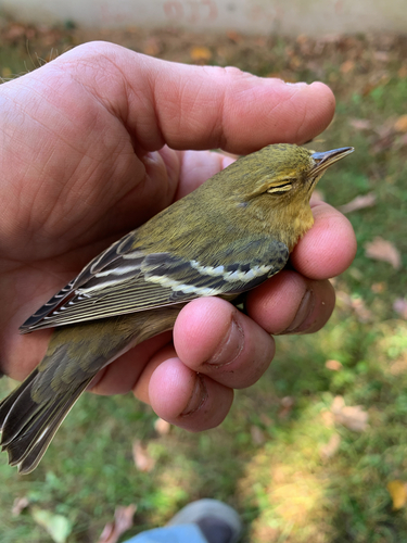 Blackpoll Warbler
