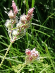 Silene disticha