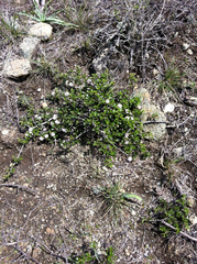Ceanothus decornutus