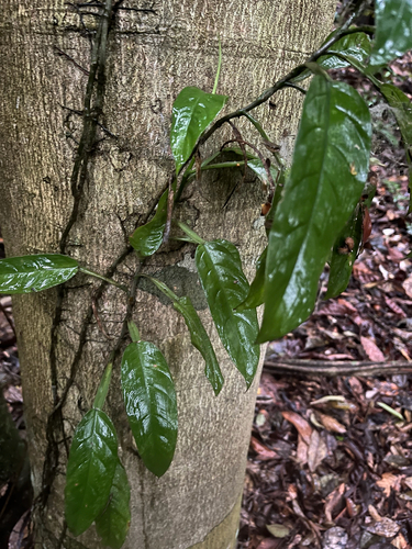 Philodendron propinquum