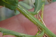 Wahlenbergia krebsii
