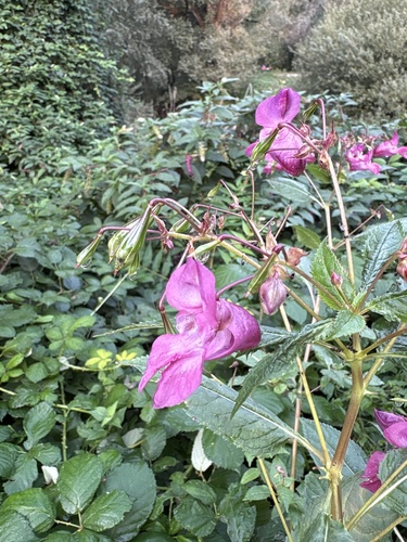 Himalayan balsam