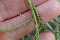 Wahlenbergia krebsii