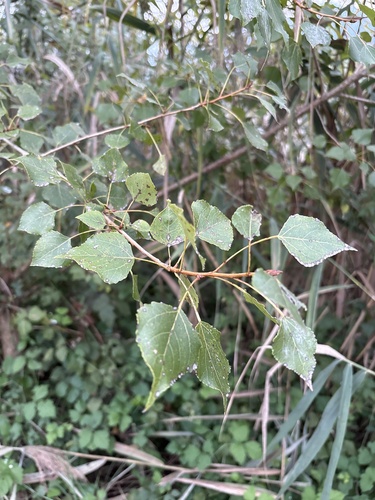 Black Poplar