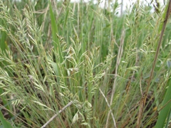 Festuca valesiaca