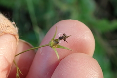 Wahlenbergia krebsii